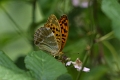 Papillon_Tabac d_Espagne